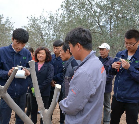 公司從產(chǎn)業(yè)鏈起始端著手，引進(jìn)良種優(yōu)苗，繁育基地苗圃，優(yōu)化樹(shù)種，以?xún)?yōu)質(zhì)的橄欖樹(shù)苗為生產(chǎn)特級(jí)初榨橄欖油提供基礎(chǔ)保障。在以自建萬(wàn)畝國(guó)家標(biāo)準(zhǔn)化油橄欖..