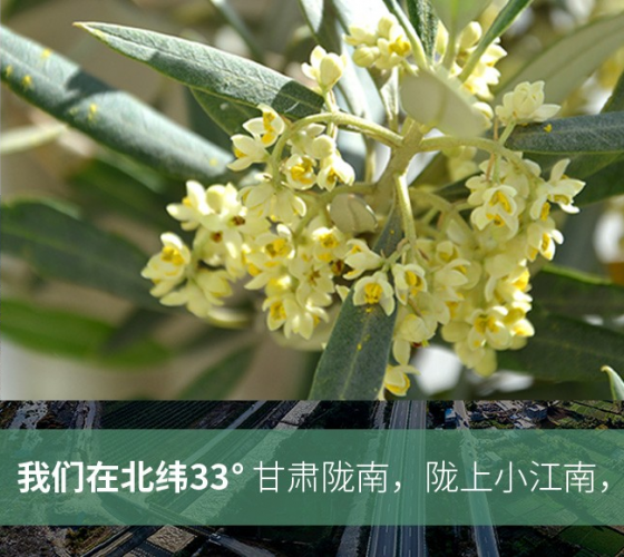 武都的氣候、土壤等與地中海沿岸極其相似，同處于世界頂級(jí)油橄欖黃金生產(chǎn)帶（32°58--33°36）年平均氣溫為14.7°，年日照時(shí)數(shù)1911..